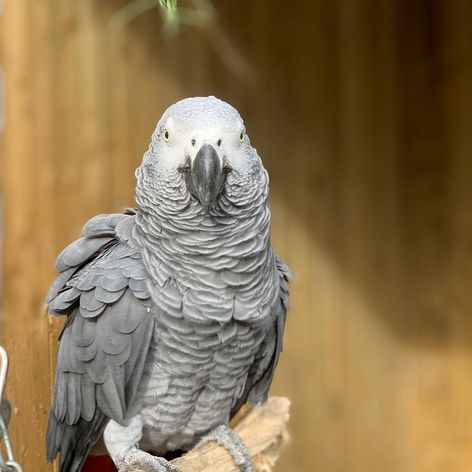 papagali, parrots, injuraturi. Credit foto: Lincolnshire Wildlife 
