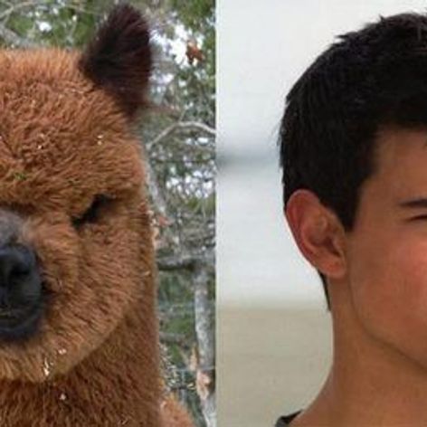 Taylor Lautner