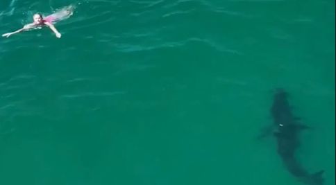 Momentul în care un rechin alb de aproape 3 metri se apropie de câțiva copii care înotau în mare. Ce au surprins martorii VIDEO