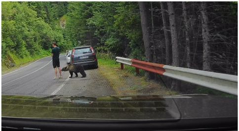Scene tensionate pe Transfăgărășan: un turist, la un pas de a fi atacat de urs