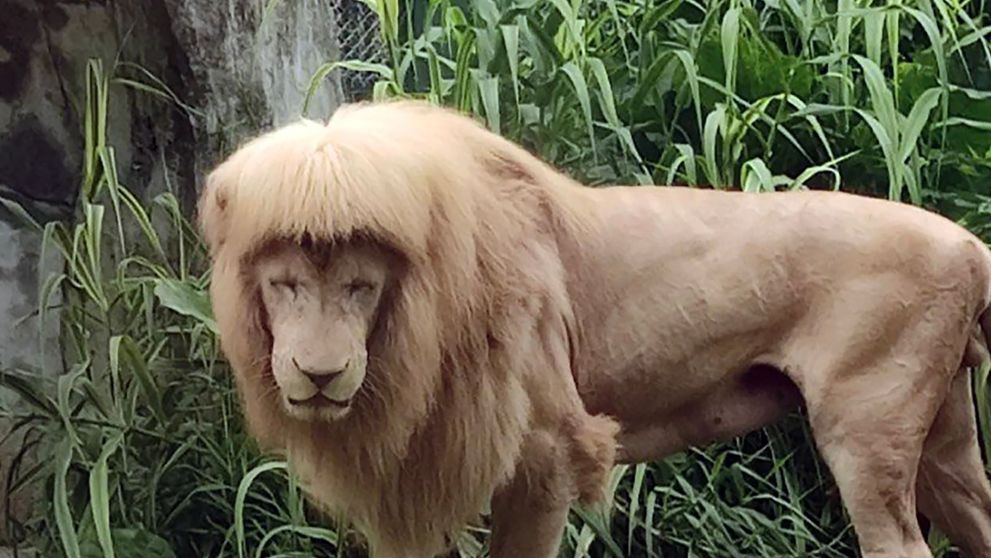 A murit leul cu breton. Cea mai faimoasă felină avea 17 ani și trăia într-o grădină zoologică