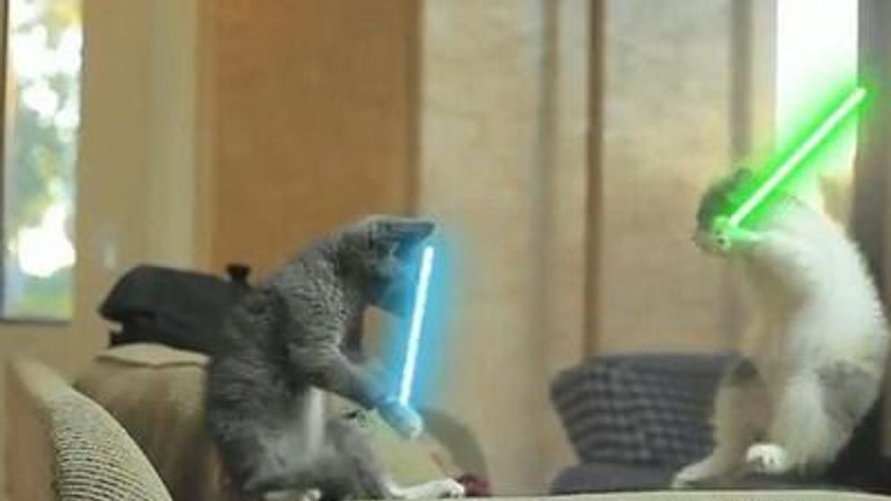 ELE sunt pisicile Jedi! Cum arata Razboiul stelelor cu pisici :) VIDEO