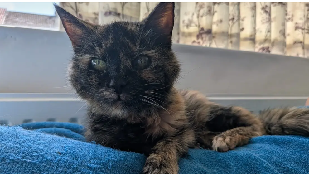 Millie, cea mai bătrână pisică din lume, are 146 de ani în ”ani omenești”. Dieta specială e secretul longevității ei