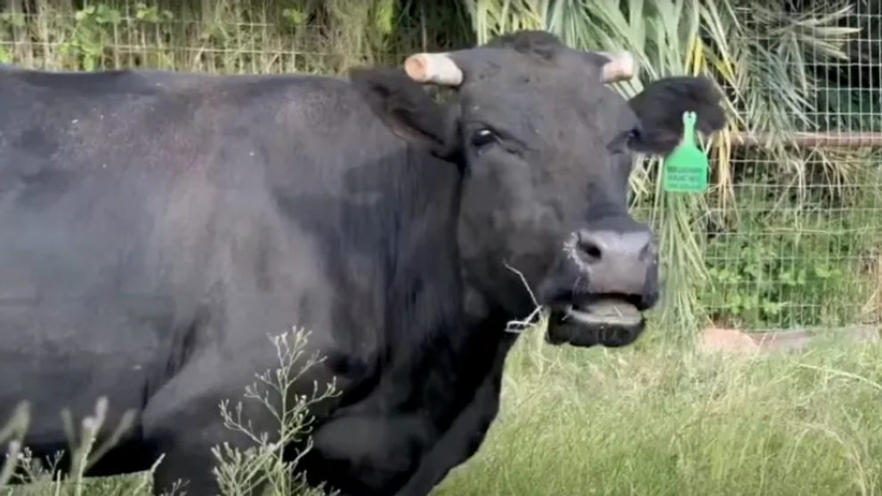 Vaca Mootilda, virală după ce evadat de la abator cu câteva zile înainte să fie ucisă. Ce s-a întâmplat cu ea după ce a fost prinsă de poliție