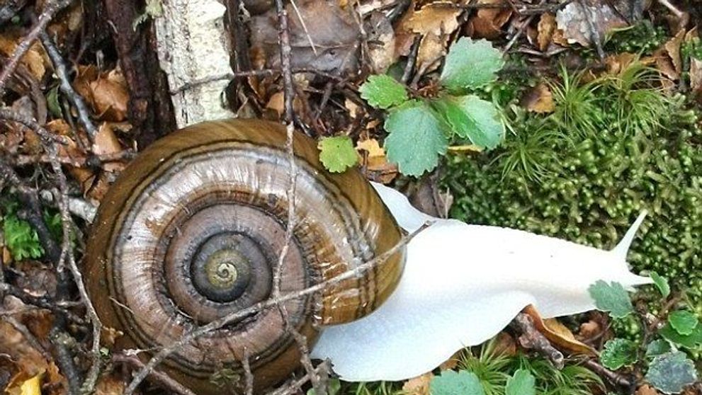 FOTO. Stiai ca exista si melci albinosi?