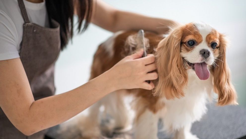 Cum întreținem blana animalelor de companie