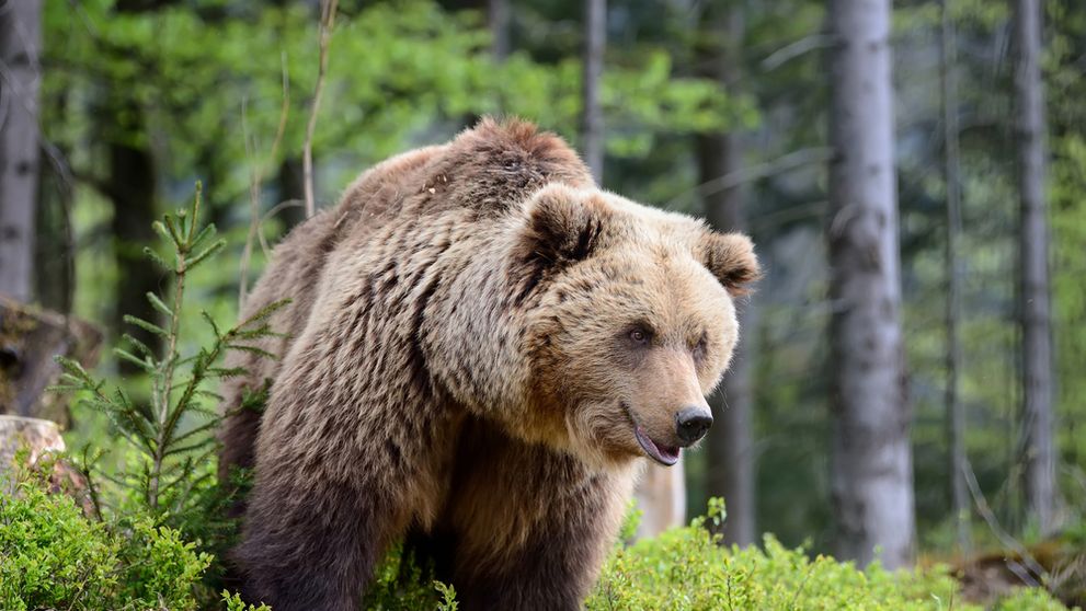 Tânără de 18 ani, atacată de urs pe Transfăgărășan! Primele informații
