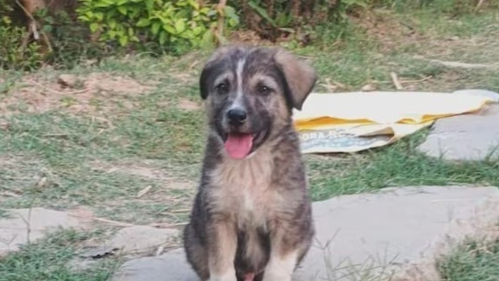 Un pui de câine a devenit erou după ce a salvat de la moarte zeci de oameni! Ce a făcut patrupedul înainte ca o alunecare de teren să distrugă un sat întreg