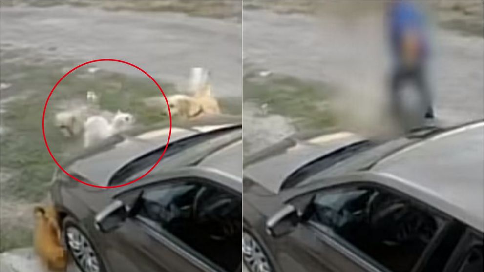 Om de afaceri din Constanța, filmat cum împușcă un bichon! Motivul halucinant pentru care a recurs la acest gest