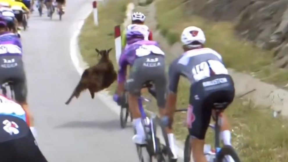 Video inedit! Momentul în care un ciclist este atacat de o capră, în Turul Italiei