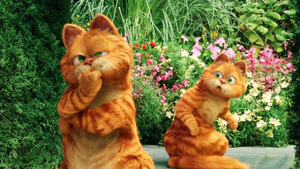 Garfield in viata reala. O pisica seamana perfect cu personajul animat si se chinuie sa incapa pe usa - VIDEO