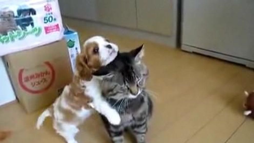 CE DRAGUT! Un catelus ii face masaj prietenei sale, o pisica: