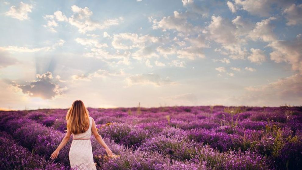 Productie uriasa de lavanda in Romania. Cultivatorii isi recupereaza investitia in 