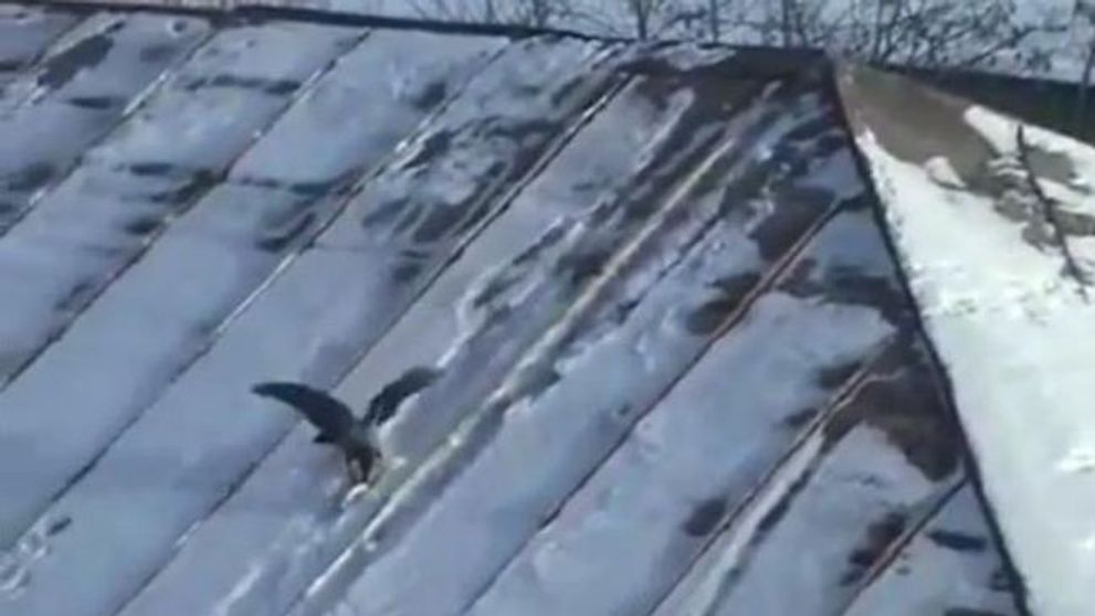 Cu siguranta acestei pasari ii plac sporturile extreme! Vezi cum se da cu 