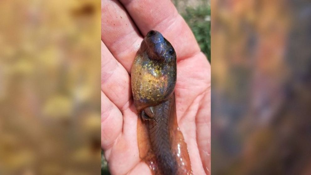 Descoperire uimitoare! Ce este creatură misterioasă găsită recent într-o mlaștină din Europa