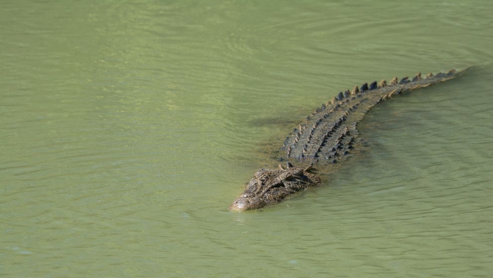 Momentul terifiant când un crocodil este surprins înotând cu o femeie în dinți. ”Oamenii au sărit după ea în apă”
