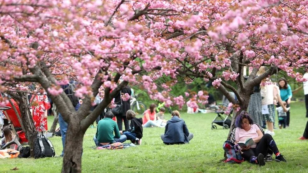 Cea mai mare grădină japoneză din Europa se găsește într-un parc din București: Acum avem 85 de cireși japonezi