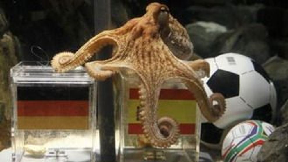 Caracatita Paul a reusit toate predictiile! Spaniolii: 