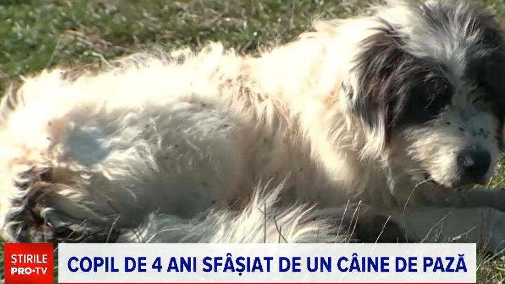 Încă un copil a fost atacat de câine, la o zi după ce Teo a fost sfâșiat la Buzău. Micuțul a rămas fără un deget