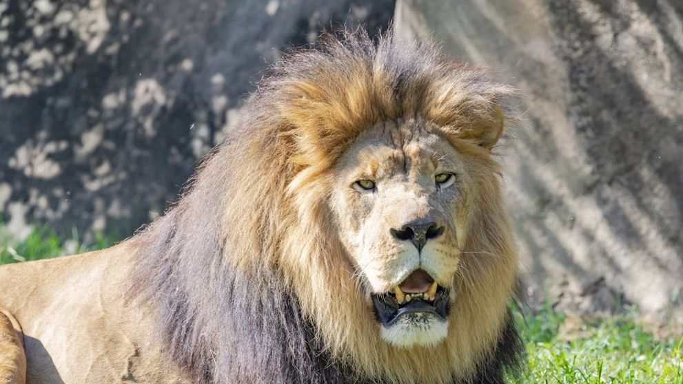 O femeie a donat poneiul fiicei ei unei grădini zoologice, ca acesta să fie mâncat de lei