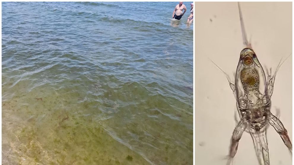Viral pe TikTok. Un profesor a dezvăluit ce grozăvii înghiți, de fapt, când înoți în mare și iei o gură de apă