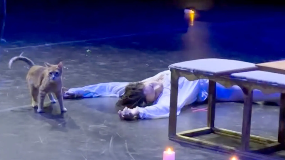 O pisică a urcat pe scenă și a întrerupt finalul dramatic din „Romeo și Julieta”. Videoclipul care a cucerit internetul are peste 5,7 milioane de vizualizări
