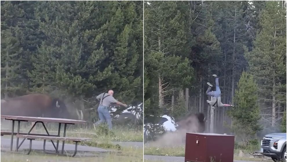 În ce stare se află bărbatul de 65 de ani atacat și aruncat peste doi metri în aer de un bizon: „Putea să mă calce în picioare” VIDEO