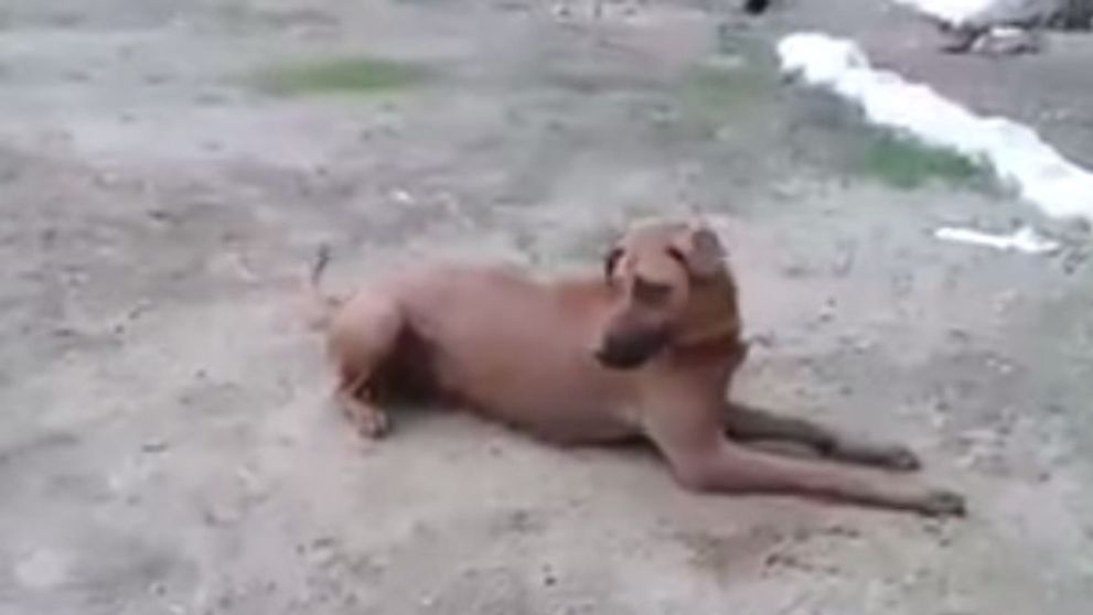 Cum reactioneaza un caine atunci cand simte ca stapanul sau e in pericol. Imaginile care au facut inconjurul internetului - VIDEO