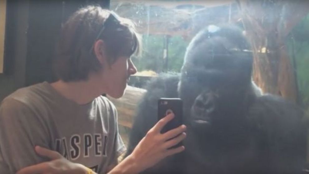 Clipul care face senzatie pe internet astazi! Ce face aceasta gorila cand isi vede poza pe telefon. VIDEO