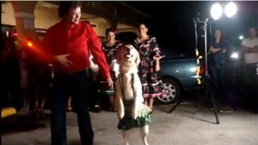 Catelusa care danseaza merengue VIDEO!