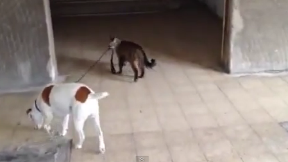 Clipul viral al saptamanii! Cum reuseste o pisica sa duca acasa un caine, tinandu-l de lesa