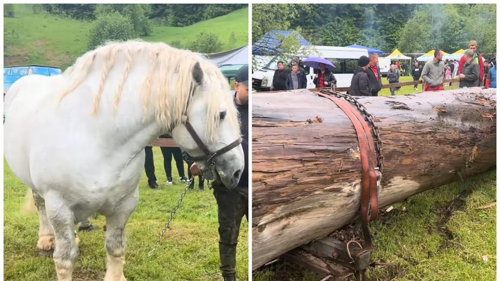 Noi detalii sfâșietoare despre moartea calului Falko! Ce l-a pus stăpânul său să facă cu 10 minute înainte de a se prăbuși