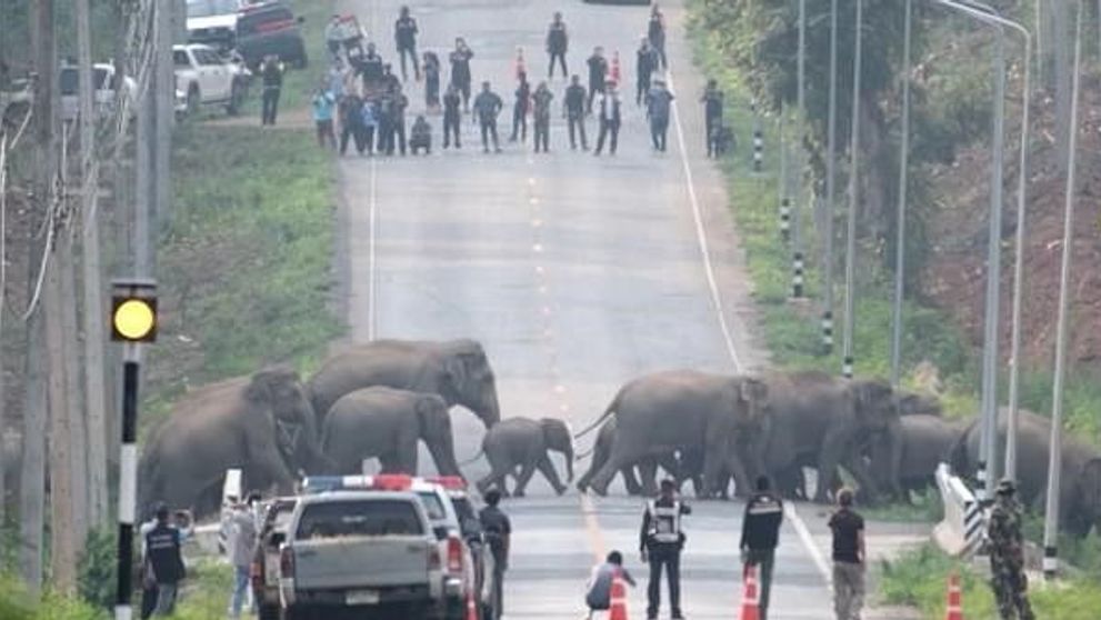 Clipul spectaculos care a devenit viral pe internet: peste 50 de elefanți traversează o șosea din Thailanda