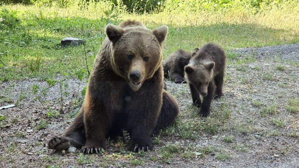 Puii ursoaicei care a atacat italianul pe Transfăgărășan își caută disperați mama! Cum au fost surprinși: „Trebuia găsită o altă soluție” FOTO