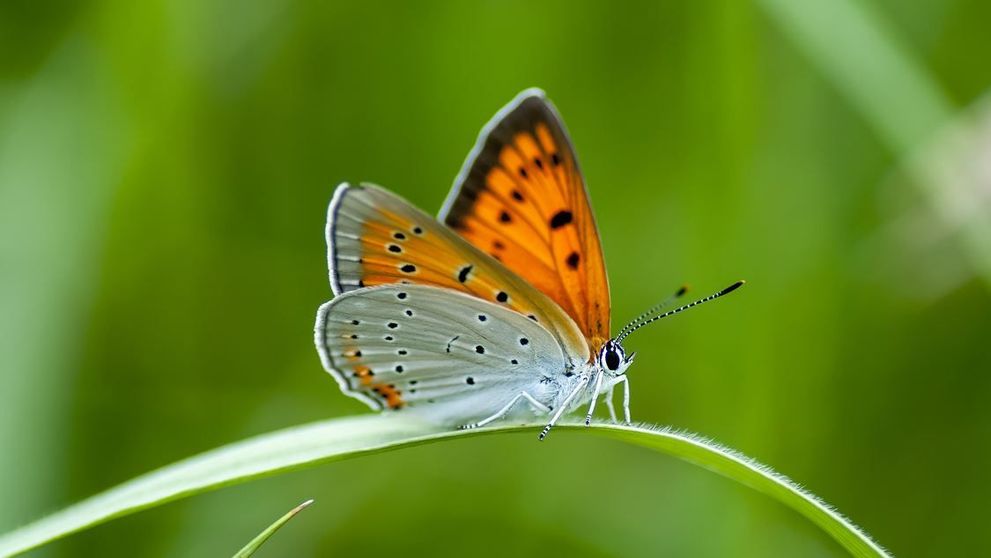 Bani europeni pentru fermierii care protejeaza fluturii sau pasarile rare