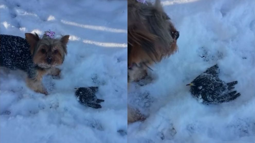 Video incredibil! Ce se intampla la cateva minute dupa ce un catel gaseste o pasare inghetata in zapada
