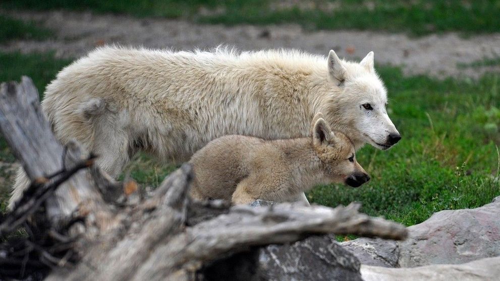 Militarii ruși au mâncat animalele de la grădina zoologică Yampil, pentru a putea supraviețui