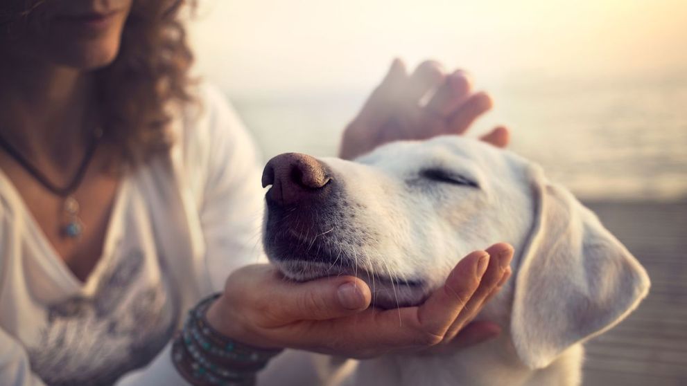 O noua forma de a ajuta animalele abandonate castiga teren in Romania. Ce presupune o familie foster
