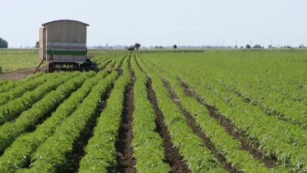 Romanii recultiva o planta la care, in trecut, eram exportatori europeni. Profitul, de 4 ori mai mare ca la grau