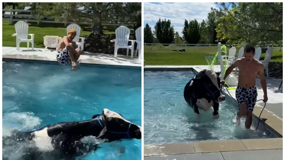 A înotat împreună cu vaca în piscină, iar imaginile au devenit virale. Cine este bărbatul care a devenit popular pe TikTok