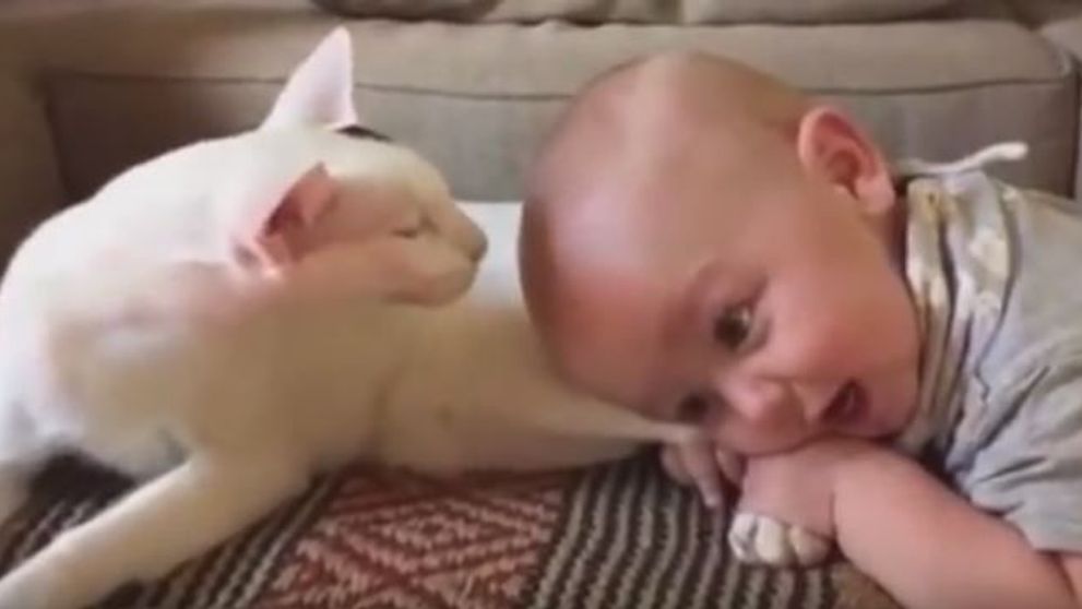 Emotionant! Uite cum reactioneaza o pisica geloasa cand il cunoaste pe bebelusul familiei. Imaginile au devenit virale