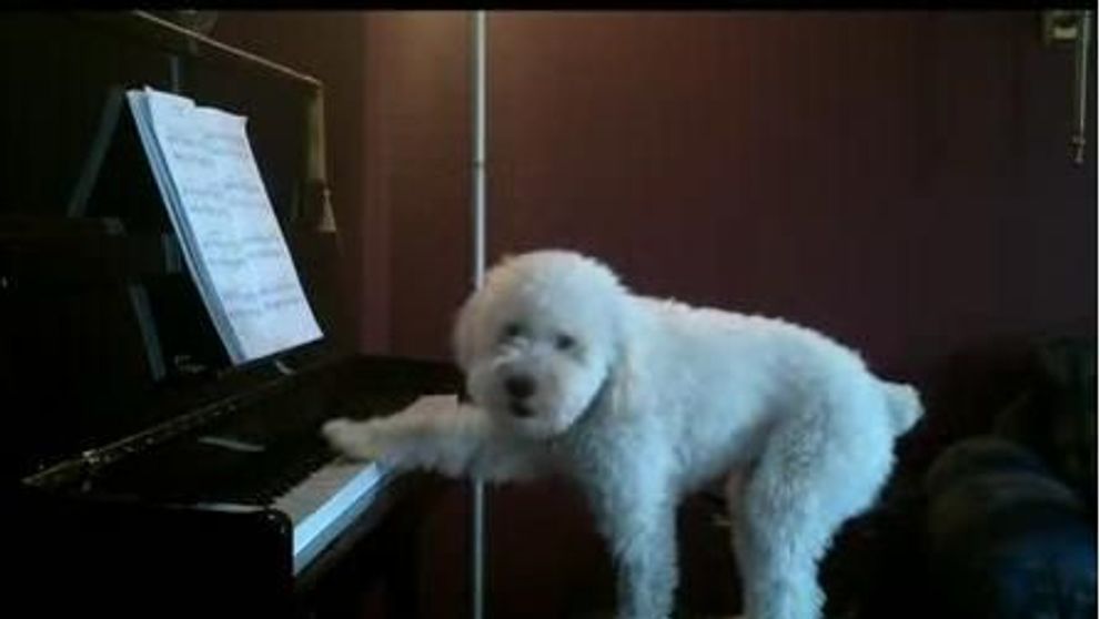 Recital la pian, sustinut de un bichon maltez adorabil! VIDEO