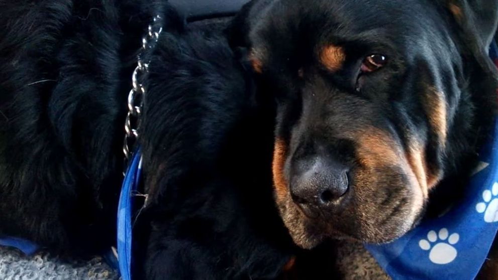 Dovada ca si animalele au sentimente. Imaginile cu un rottweiler indurerat au impresionat 23 000 000 de oameni - VIDEO