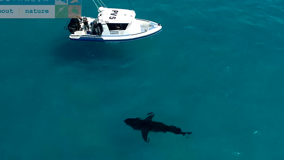 Ce se intampla cand un rechin urias apare intr-o zona unde se facea surfing! VIDEO