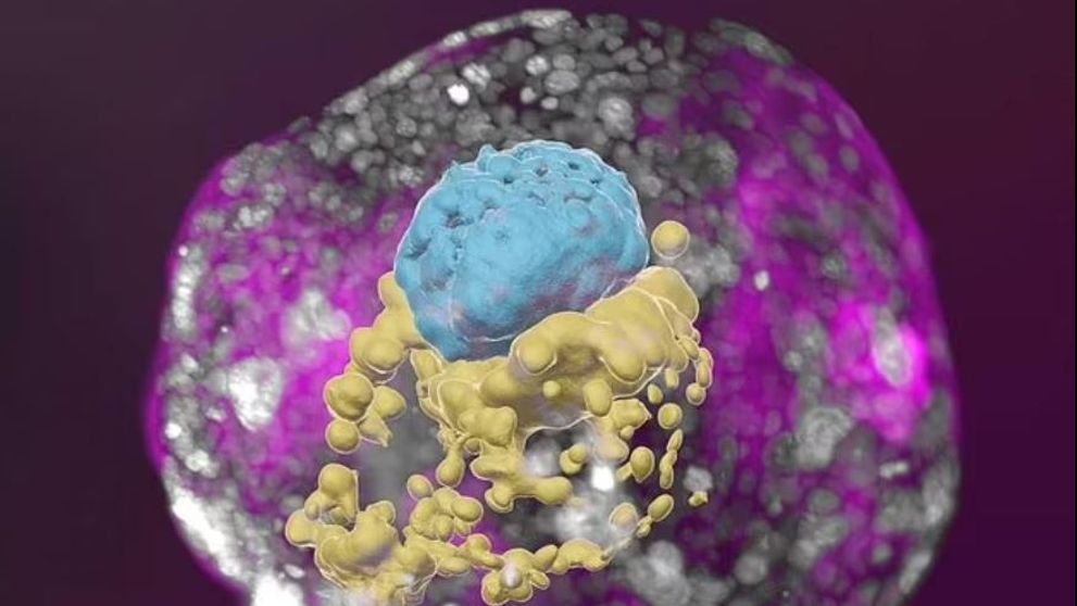 Oamenii de știință au conceput un embrion de om artificial, fără să folosească ovule și spermatozoizi ori un uter