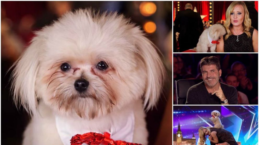 Simon Cowell i-a privit cu scepticism, dar pana si el a fost cucerit definitiv. Ce au facut pe scena un caine si stapana lui