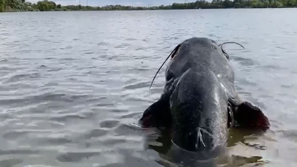 Cum arată monstrul de doi metri, prins de un pescar într-un lac din Tâncăbești
