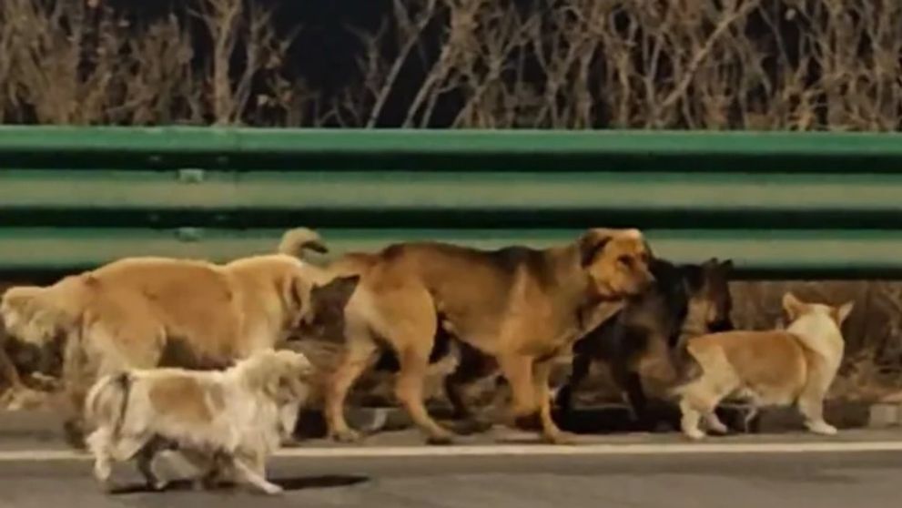 Misterul celor 7 câini care au evadat în China. Adevărul dezvăluit după ce cazul a devenit viral