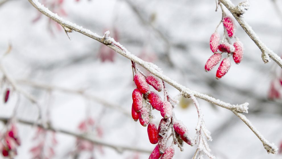 Revine iarna în România! Orașul în care ninge până în aprilie, potrivit meteorologilor de la AccuWeather: Nu scăpăm de zăpadă nici primăvara