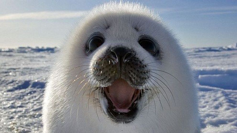 Fa cunostinta cu foca vesela! Nu este ea cel mai adorabil animal?